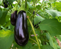 aubergine