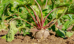 betterave