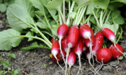 radis