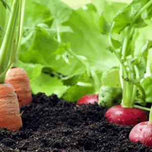 plateforme | jardiner avec la lune Vegetgarden par Quazerty